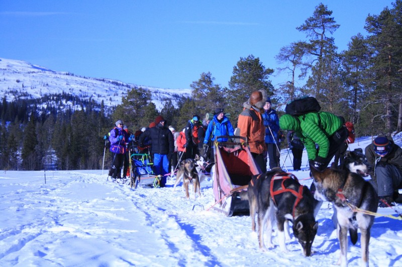 Ski, kiting og hundekjøring