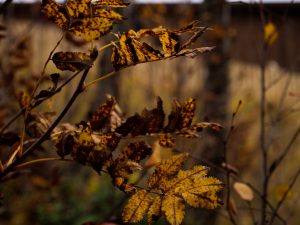 Blader, naturbilde, høst farger