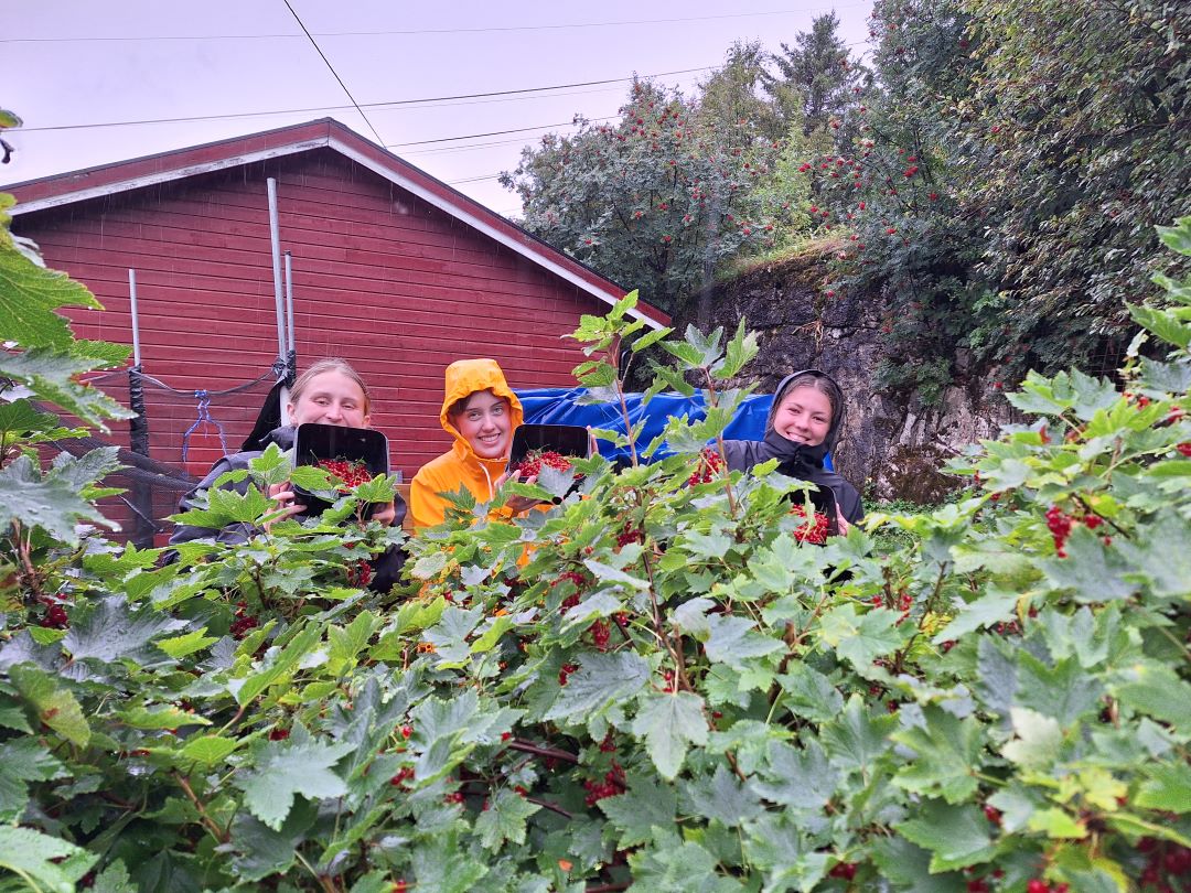 Tre elever på Vefsn Folkehøgskole Toppen bak en ripsbærbusk. Regnklær.