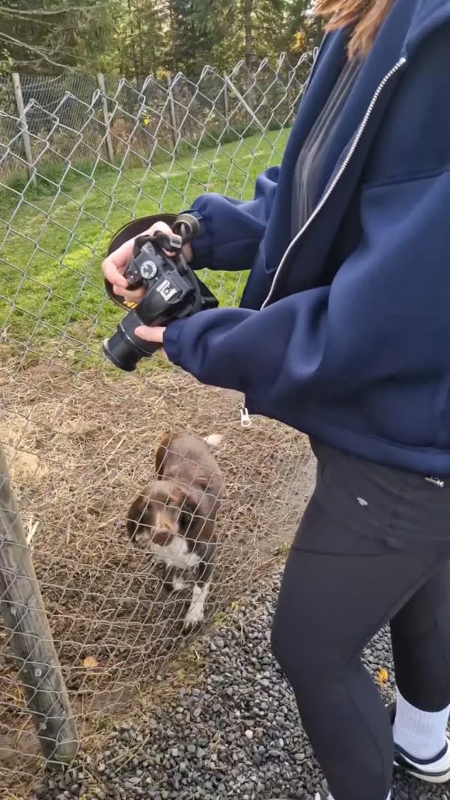 Hundestell valgfag er populært, og vi er glad for samarbeide med @hundesenterblafjell 🐕 I dag fikk naturfoto valgfag være med når elever fra hundestell gikk treningstur med noen av valpene hos Blåfjell Hundesenter 🐶

Flere bilder kommer etter hvert 😊

#vefsnfhs #hund #trening #tur #kos #fhsliv @folkehogskolene @frilyntfolkehogskole